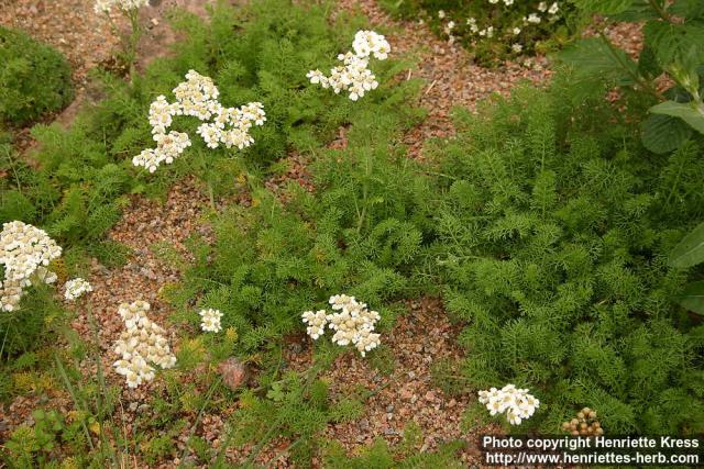 Photo: Achillea clusiana 2.