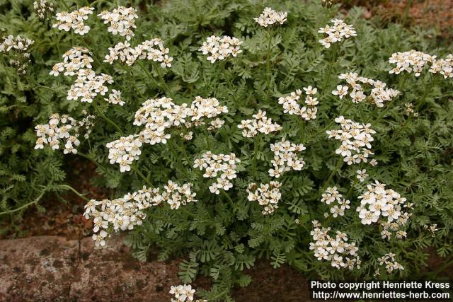 Photo: Achillea umbellata 2.