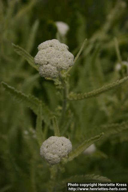 Photo: Achillea clypeolata.