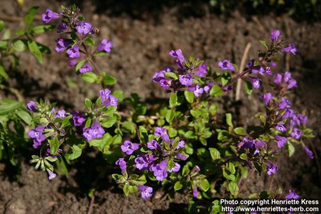 Photo: Acinos arvensis 2.