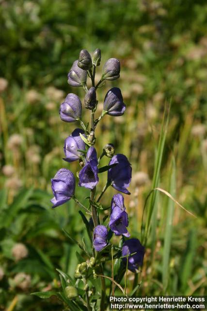 Photo: Aconitum napellus 5.