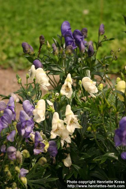 Photo: Aconitum napellus 6.