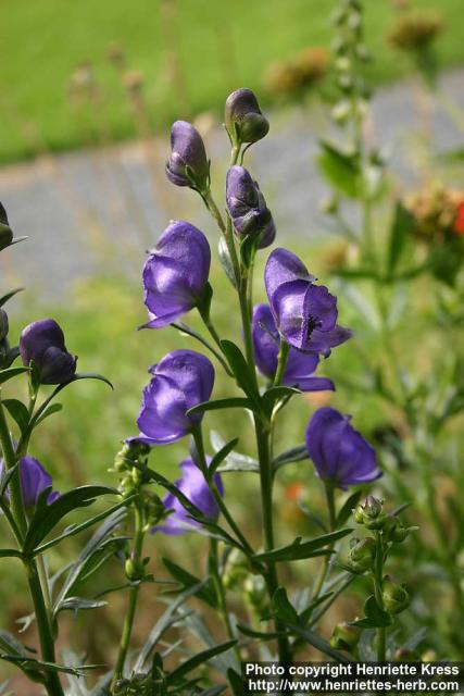 Photo: Aconitum napellus 9.