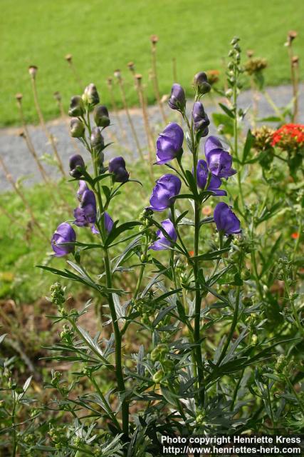 Photo: Aconitum napellus 10.