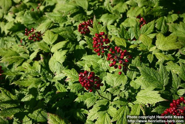 Photo: Actaea rubra 9.