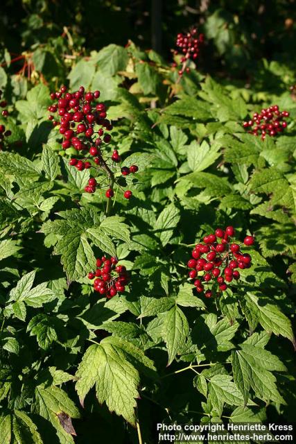 Photo: Actaea rubra 11.