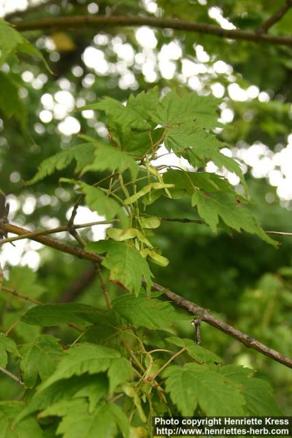 Photo: Acer barbinerve.