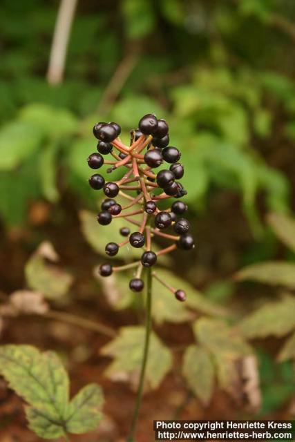 Photo: Actaea asiatica.