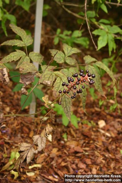 Photo: Actaea asiatica 1.