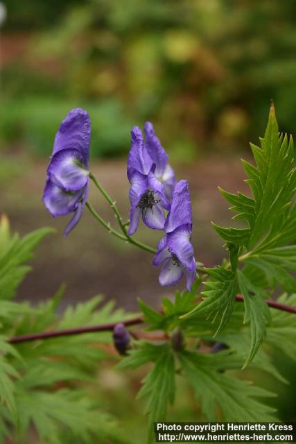 Photo: Aconitum sachalinense 1.