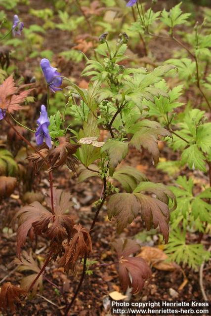 Photo: Aconitum japonicum 2.