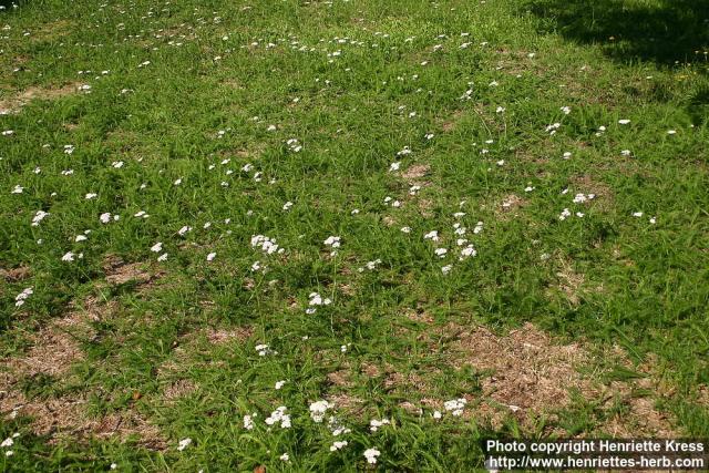 Photo: Achillea millefolium 12.