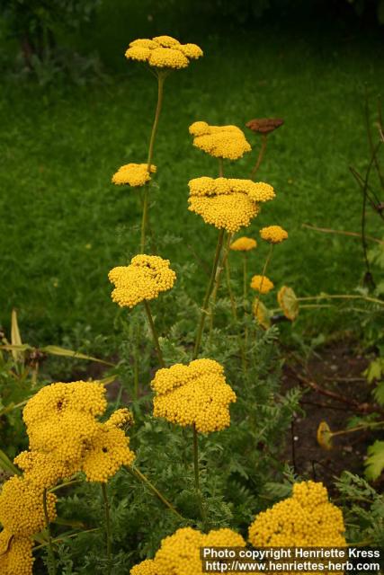 Photo: Achillea filipendulina 3.