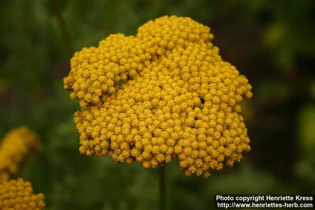 Photo: Achillea filipendulina 4.