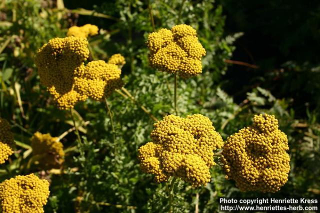 Photo: Achillea filipendulina 6.