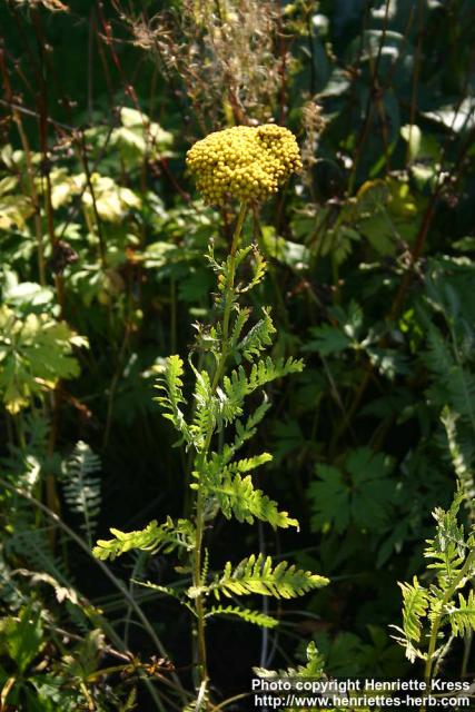 Photo: Achillea filipendulina 7.