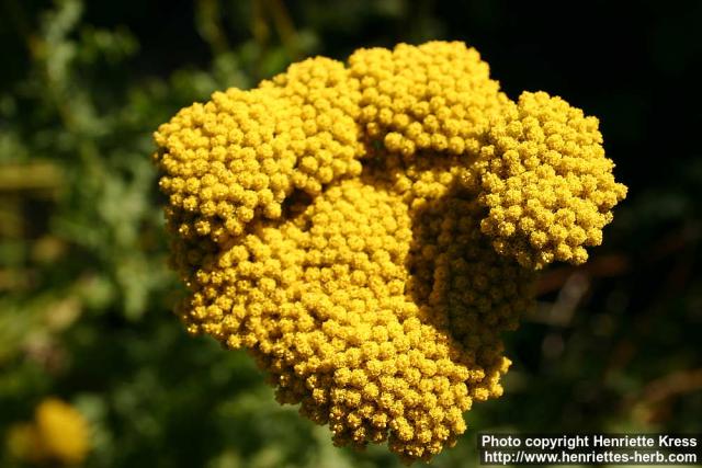 Photo: Achillea filipendulina 8.