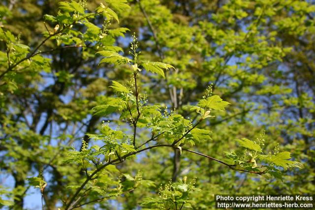 Photo: Acer tschonoskii 3.