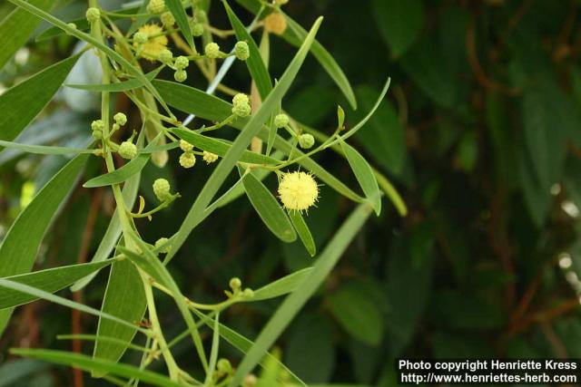 Photo: Acacia cyclops.