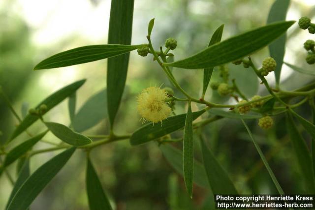 Photo: Acacia cyclops 1.