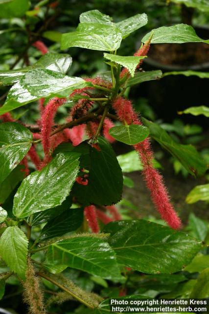 Photo: Acalypha hispida.