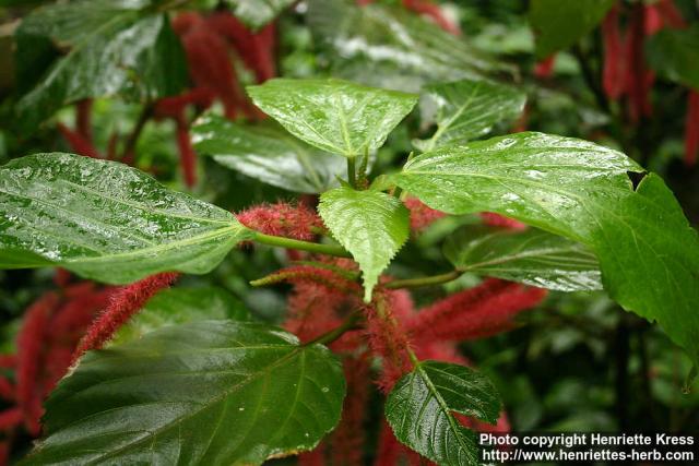 Photo: Acalypha hispida 1.