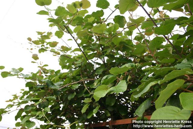 Photo: Actinidia deliciosa 3.