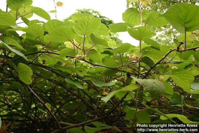 Photo: Actinidia chinensis 0.