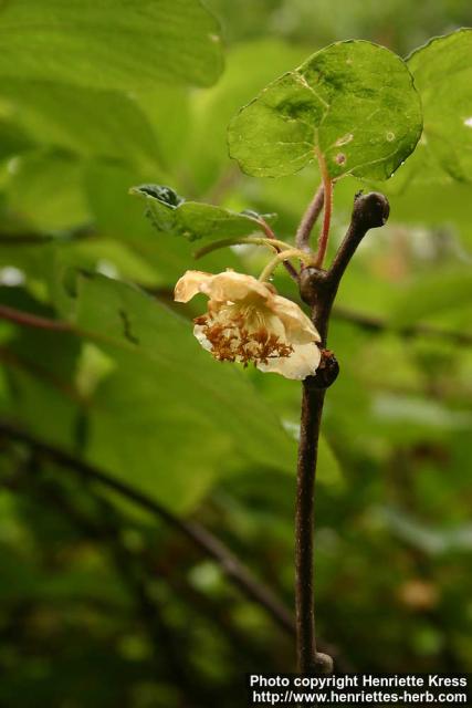 Photo: Actinidia chinensis 1.