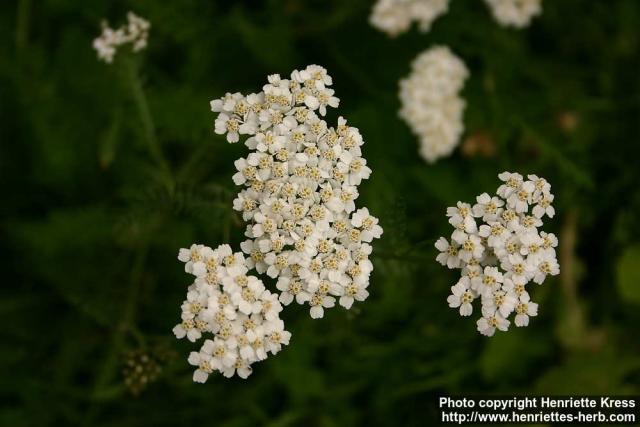 Photo: Achillea millefolium 17.