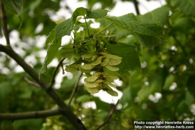 Photo: Acer tegmentosum 05.