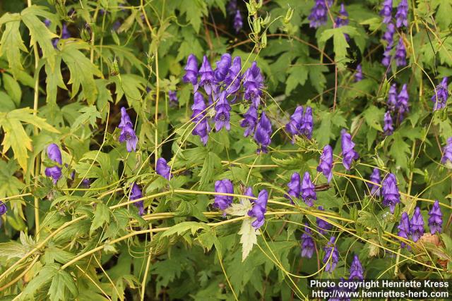 Photo: Aconitum fischeri 2.