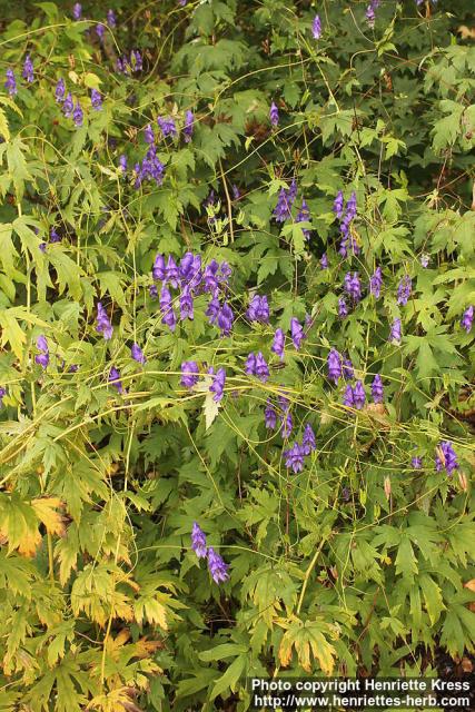 Photo: Aconitum fischeri 3.