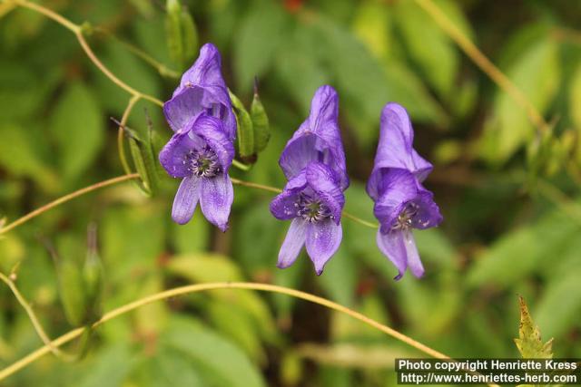 Photo: Aconitum fischeri 6.