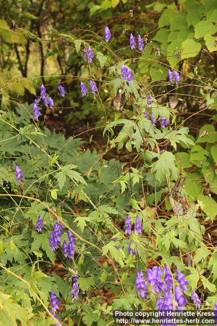 Photo: Aconitum fischeri 8.