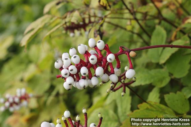 Photo: Actaea pachypoda 4.