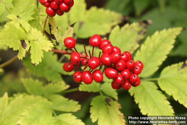 Photo: Actaea erythrocarpa 6.