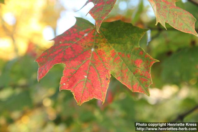 Photo: Acer platanoides 26.