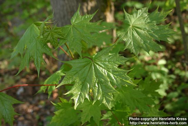 Photo: Acer platanoides 20.