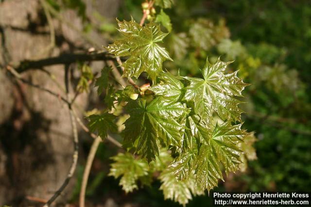 Photo: Acer platanoides 22.