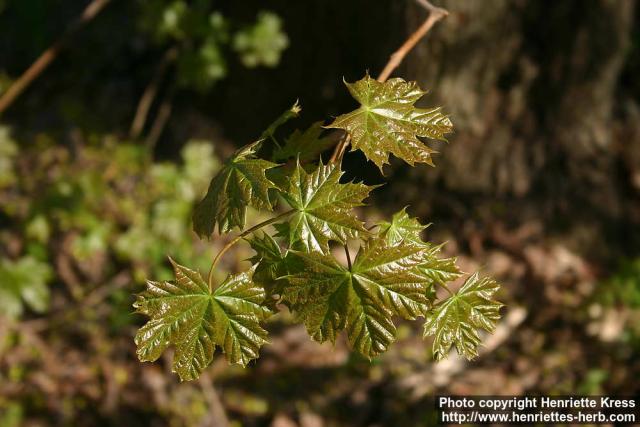 Photo: Acer platanoides 23.