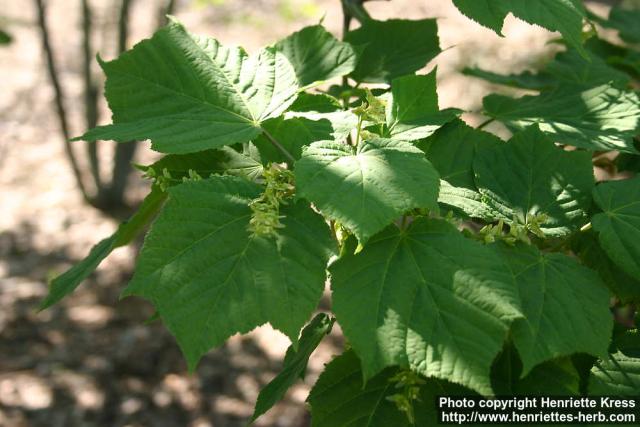 Photo: Acer tegmentosum 06.