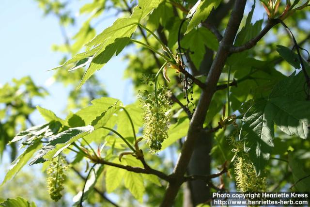 Photo: Acer pseudoplatanus 0.