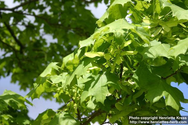 Photo: Acer platanoides 24.