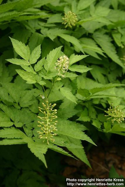 Photo: Actaea erythrocarpa 2.