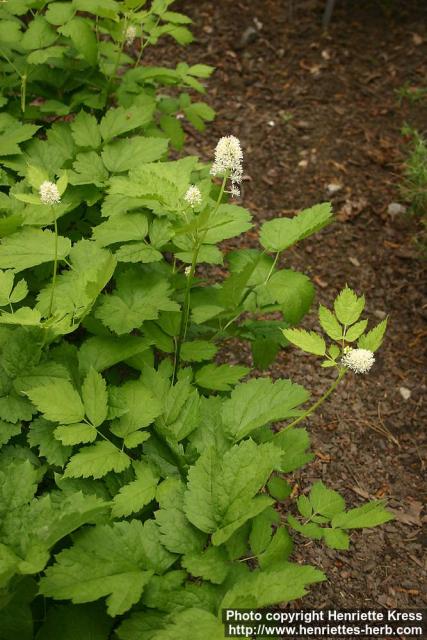 Photo: Actaea spicata 5.