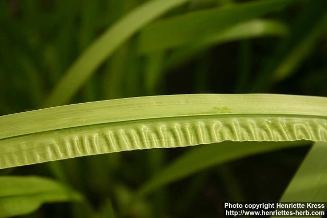 Photo: Acorus calamus 7.