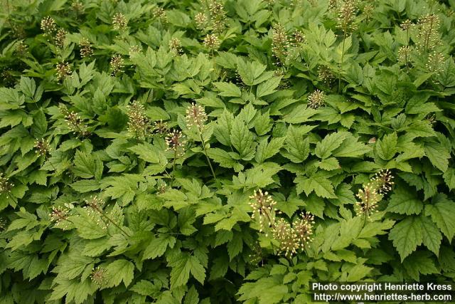 Photo: Actaea rubra 15.