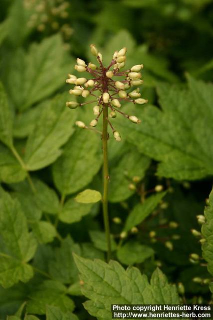 Photo: Actaea rubra 16.