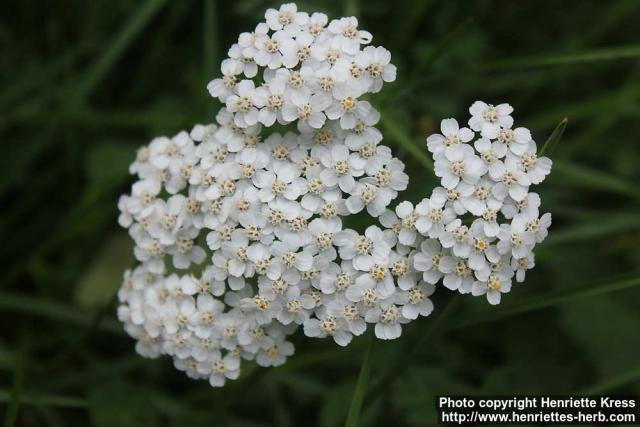 Photo: Achillea millefolium 20.